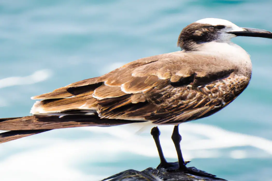 Petrel Blanco

Explanation: The image features a petrel blanco, which translates to white petrel in English.