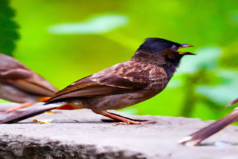 Picaflores pollinarios (Genus Florisuga)