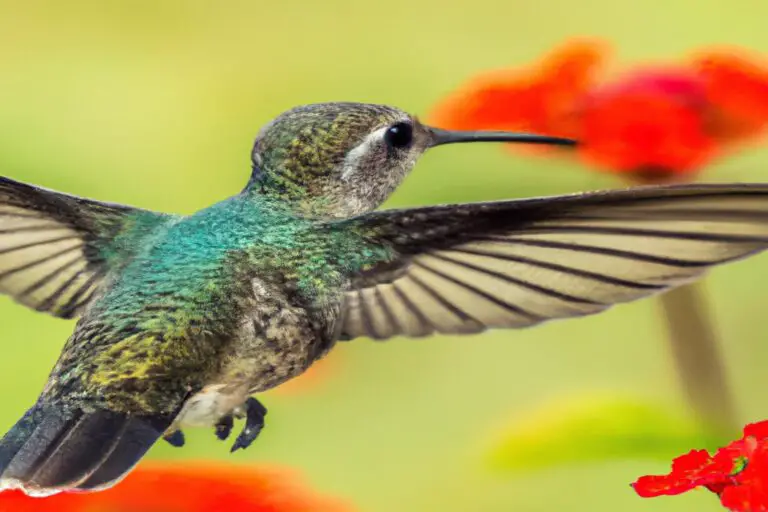 Polinización por colibríes