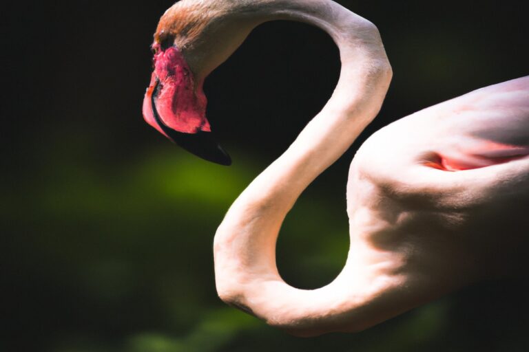 flamenco rosado volando