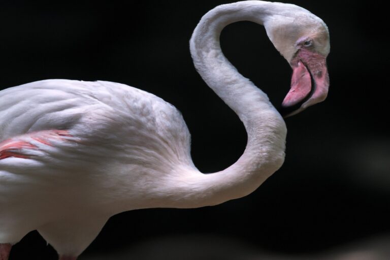 flamencos volando