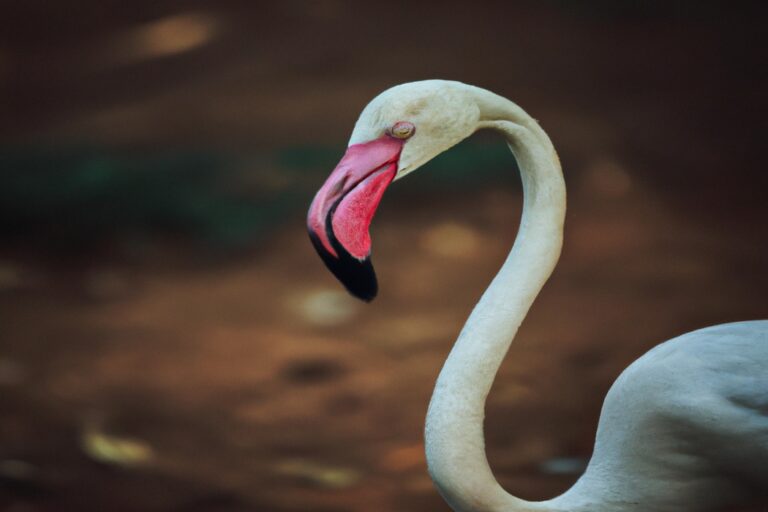 flamencos volando