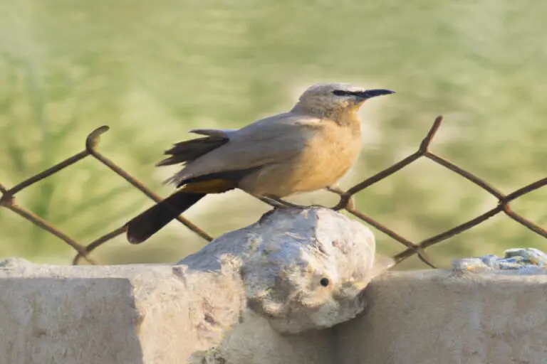 pájaros camuflados