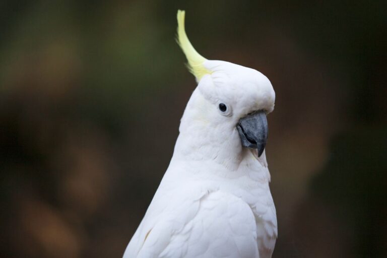 Aves en serenidad