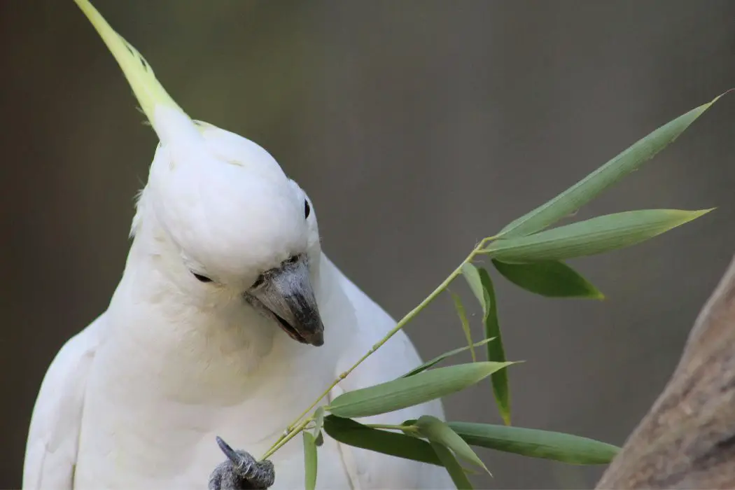 Aves imitadoras