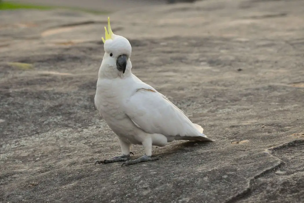 Aves y baño