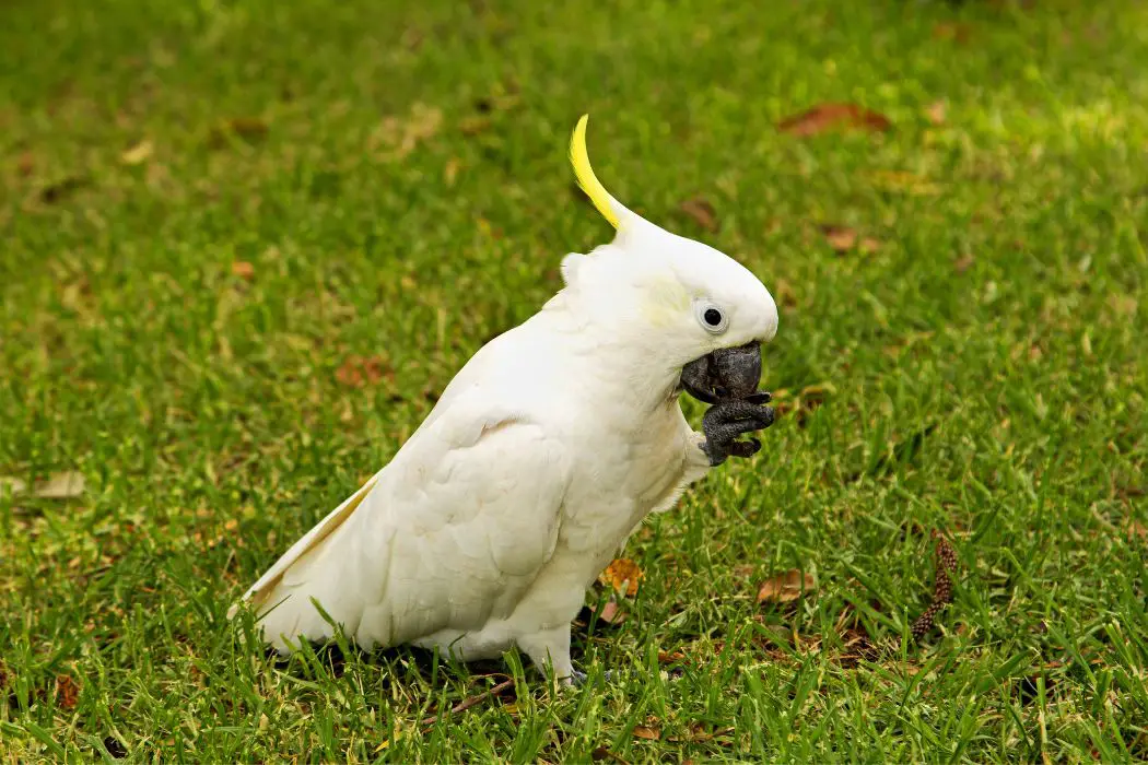 Cacatúas en interiores