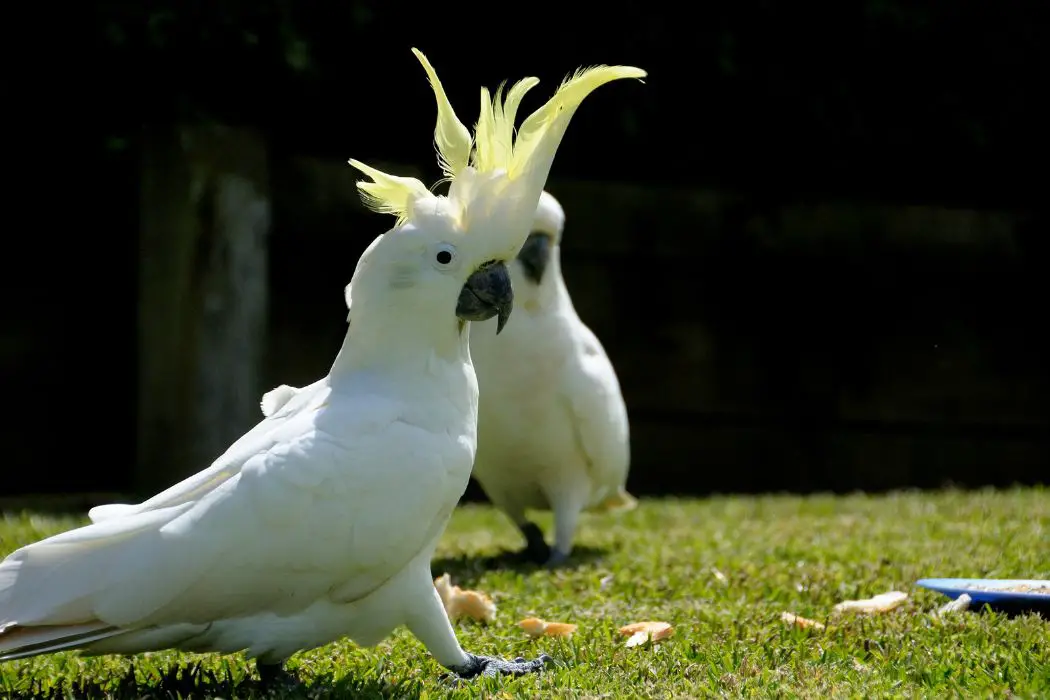 Cacatúas en la ducha