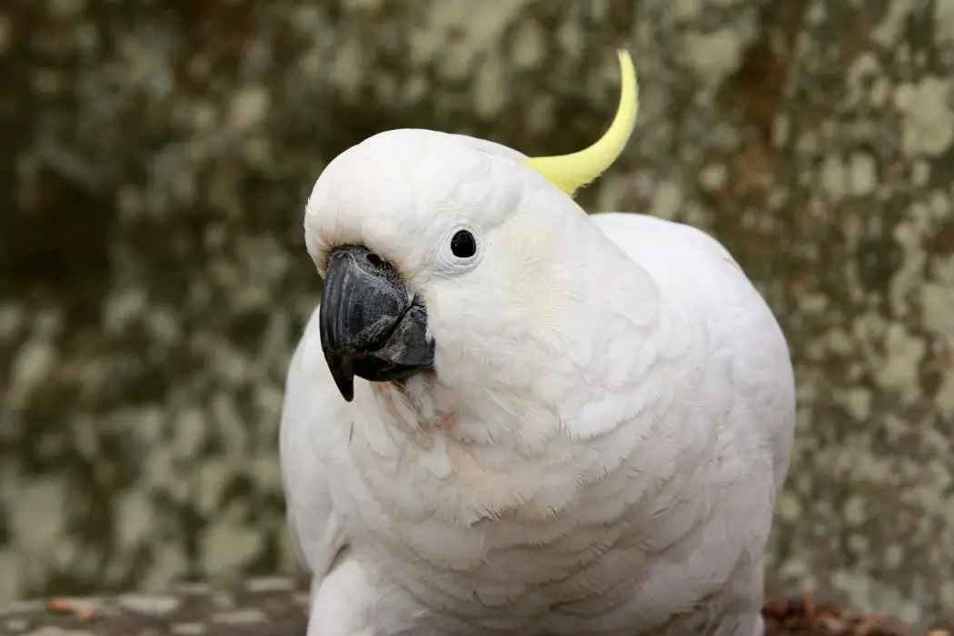 Cacatúas, hora del baño