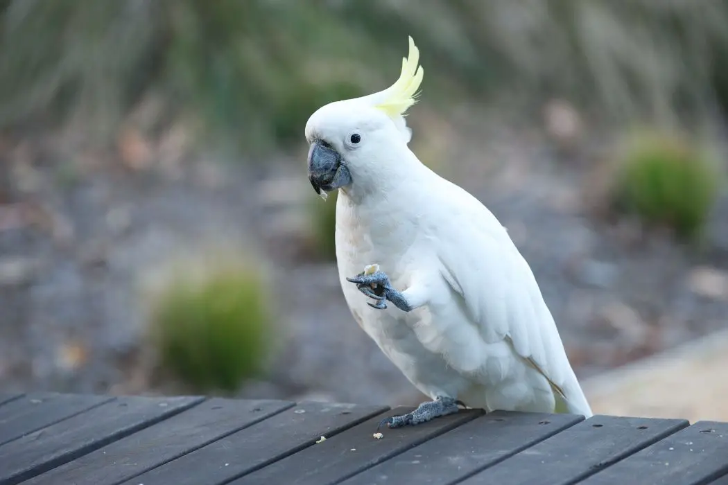 Cacatúas imitan sonidos