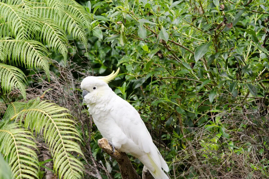 Cacatúas jugando