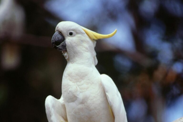 Cacatúas jugando