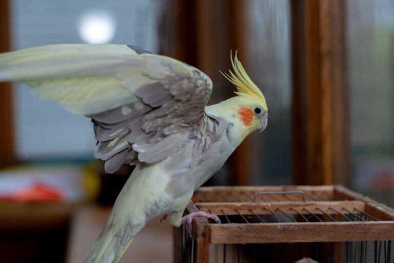 Cacatúas jugando