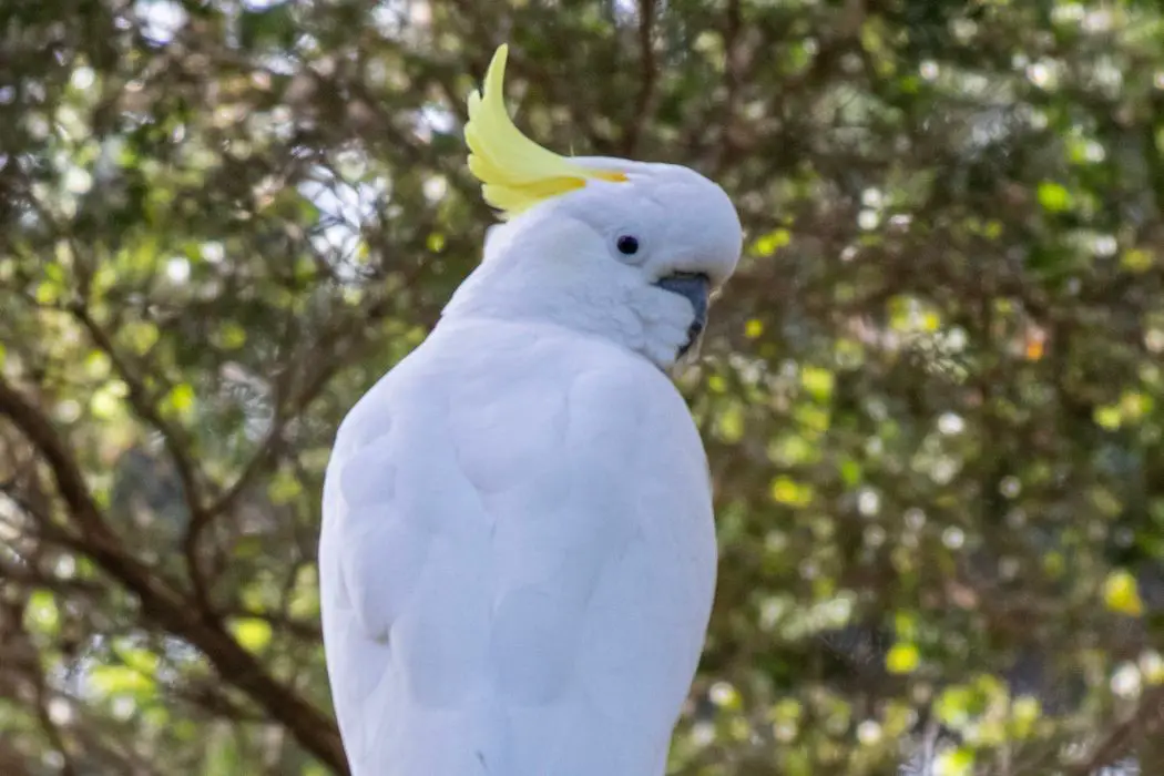 Cacatúas parloteando