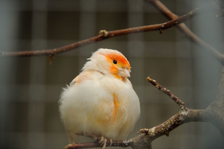 Canario Timbrado Español