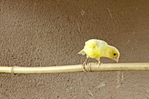 Cría de canarios