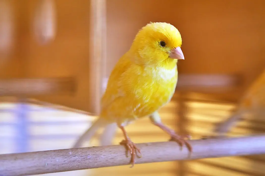 Guía de cría de canarios