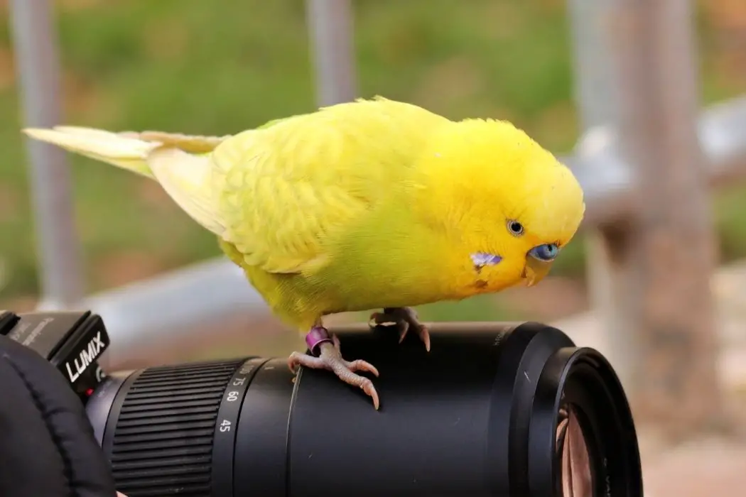 Loro quiere atención