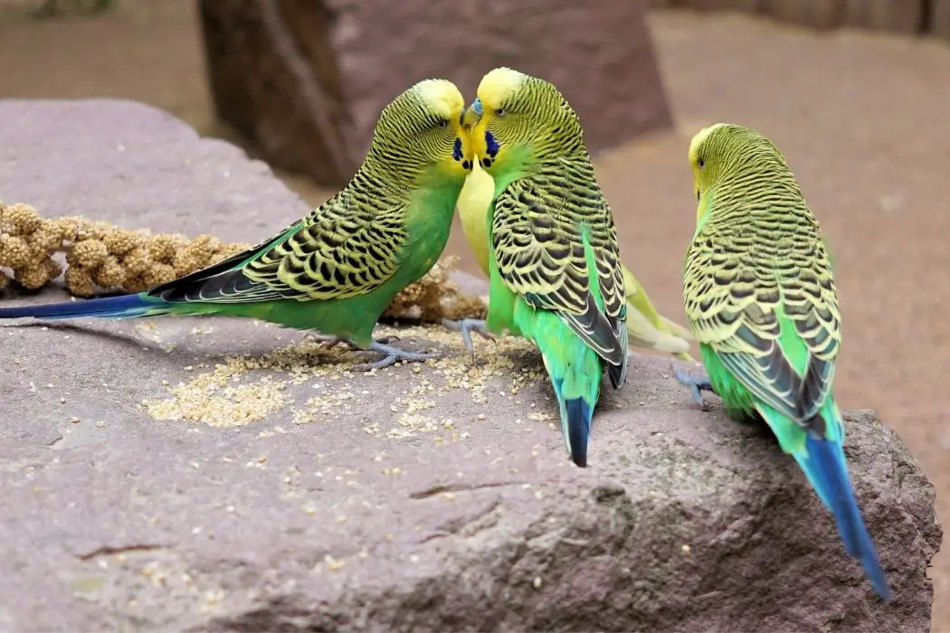 Niños jugando con pericos