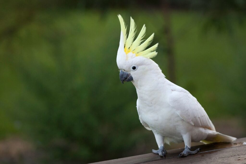 Cacatúas y su adaptación a diferentes entornos - Aves Mundo