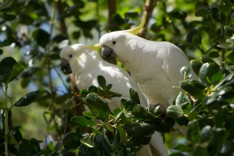 Parque de cacatúas