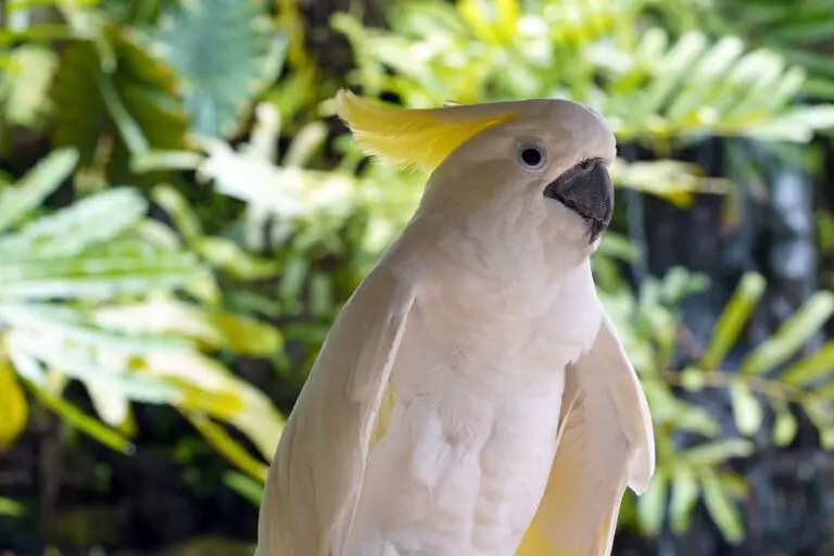 Problemas de plumas cacatúa