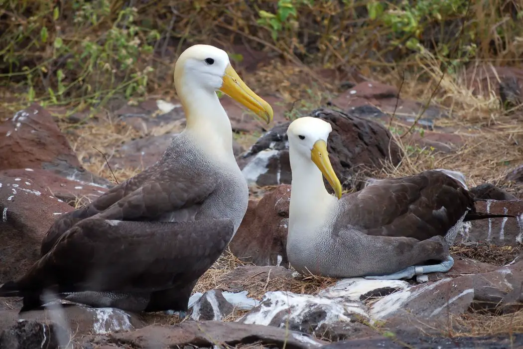 Albatros alimentándose