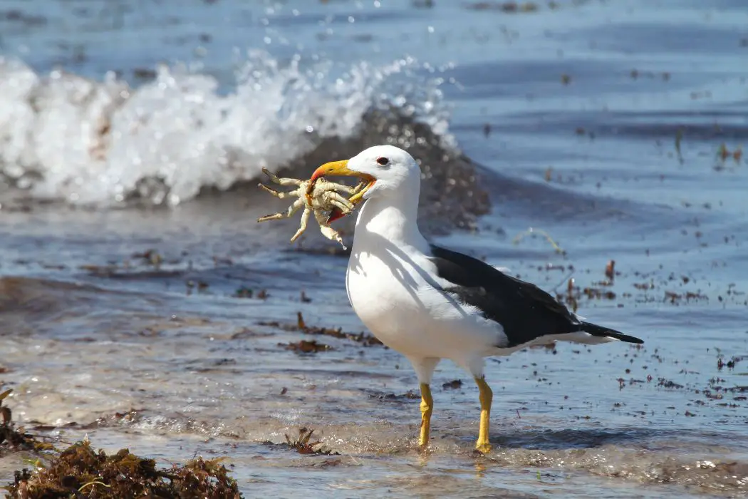 Albatros, características