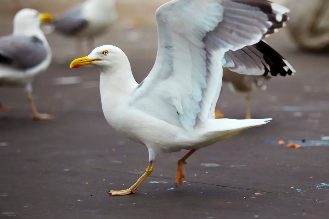 Albatros como símbolo
