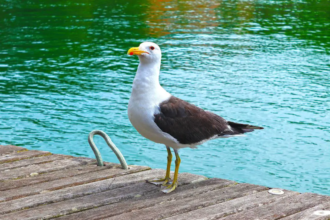 Albatros ecosistema marino