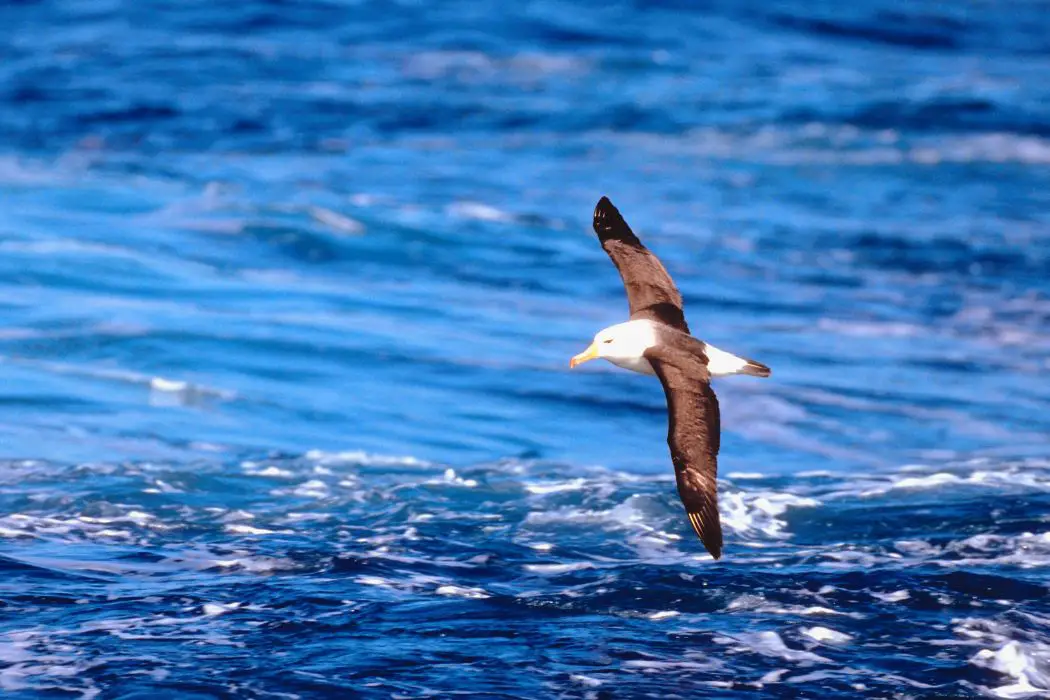 Albatros en ecosistemas