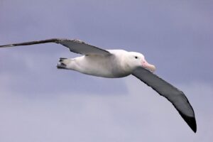 Albatros en el océano
