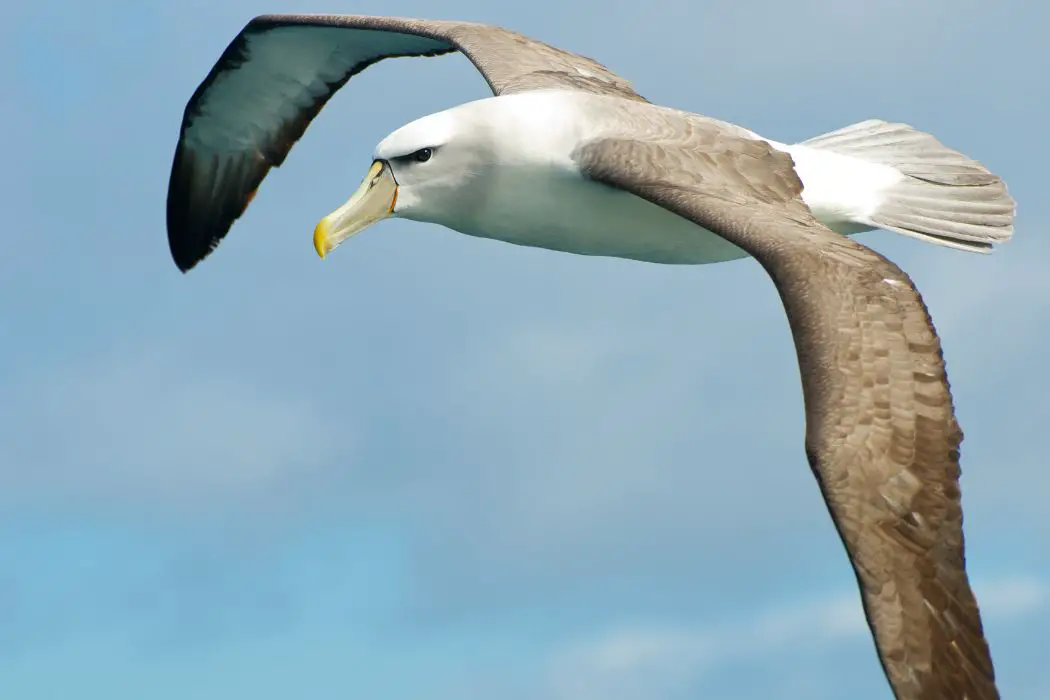 Albatros en islas