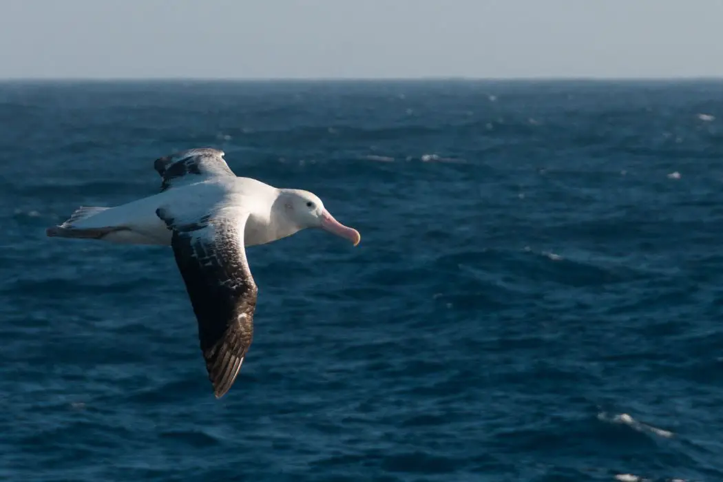 Albatros en reproducción
