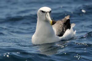 Albatros reproductivo