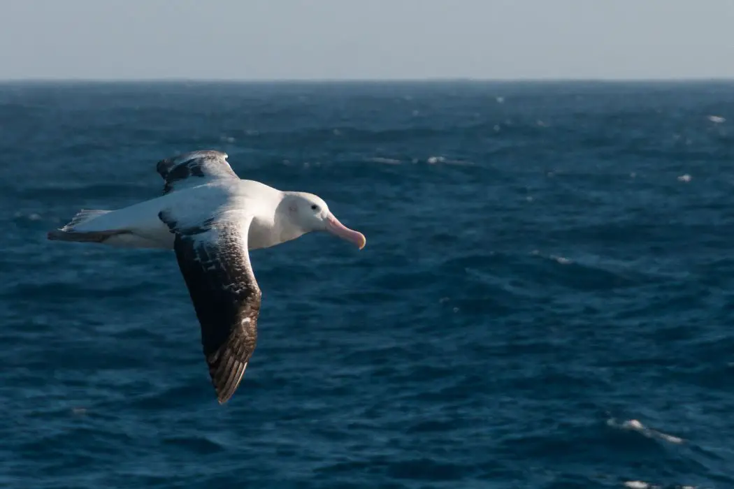 Albatros y ecosistema