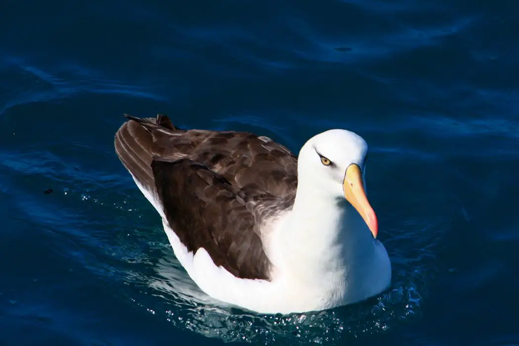 Amenazas a albatros