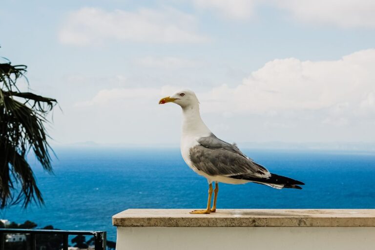 Amenazas a las gaviotas