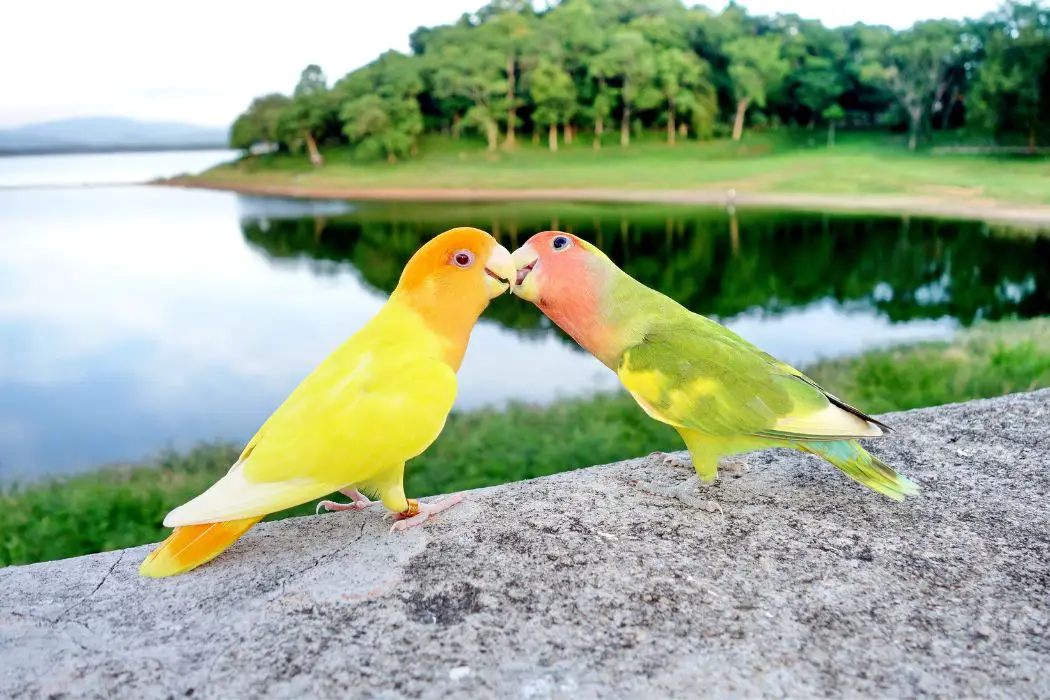 Área de baño para loros