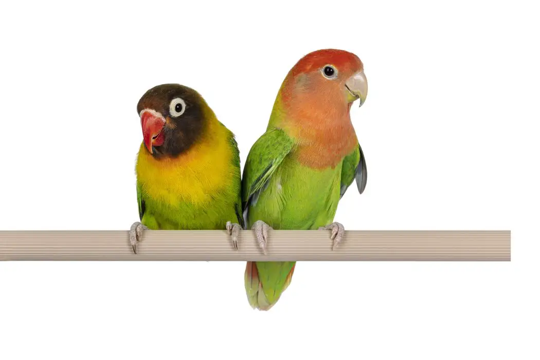 Aves reconocen colores