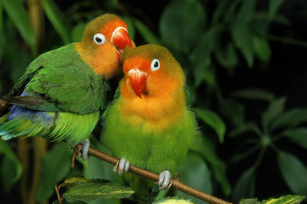 Aves, relación natural