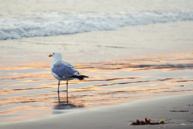 Ayudar a las gaviotas