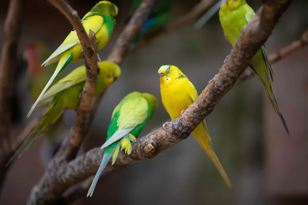 Bañera para loros