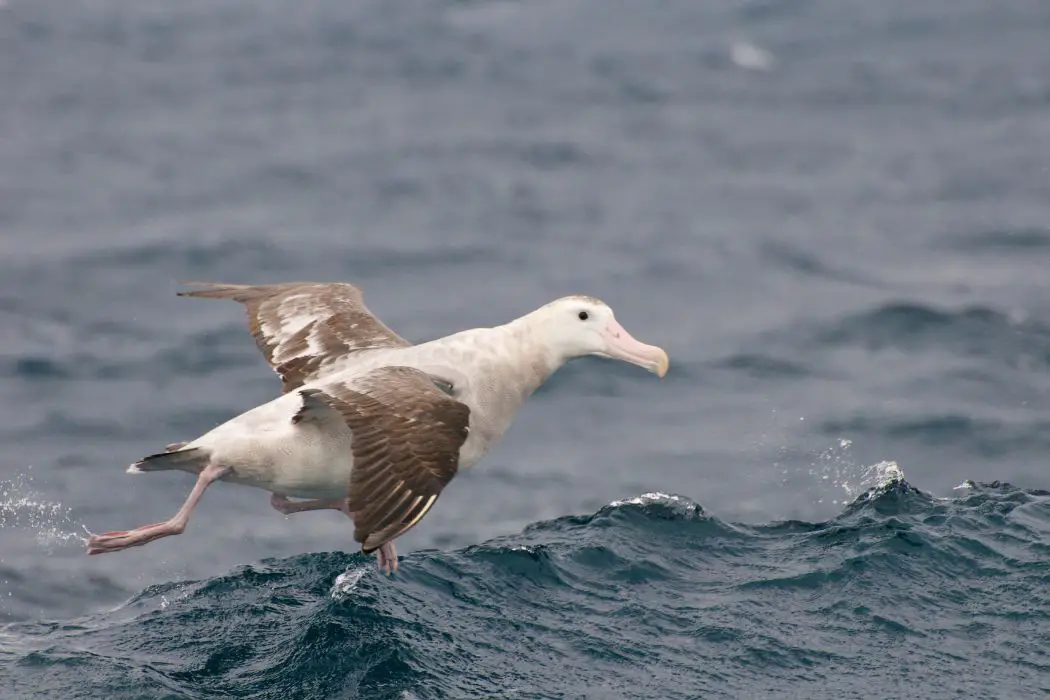 Ciclo vital albatros