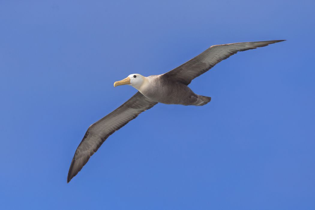 Cortejo de albatros