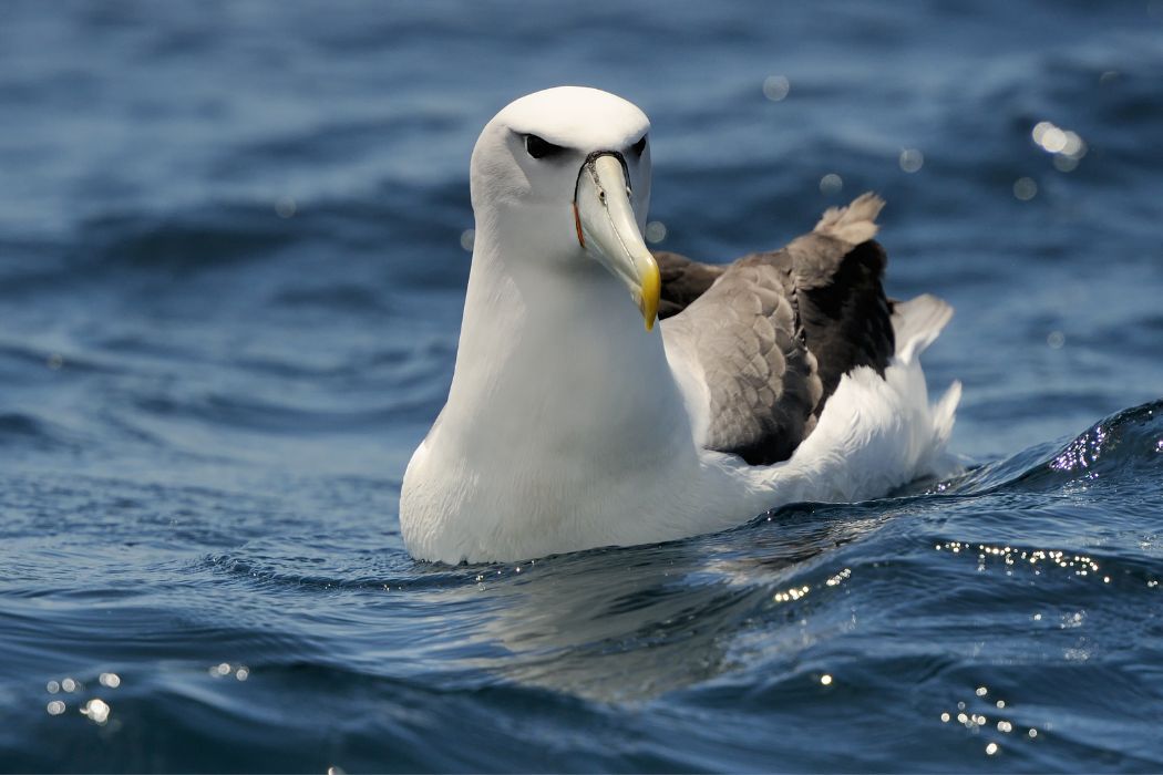 Crisis climática albatros