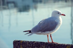 Depredadores de gaviotas