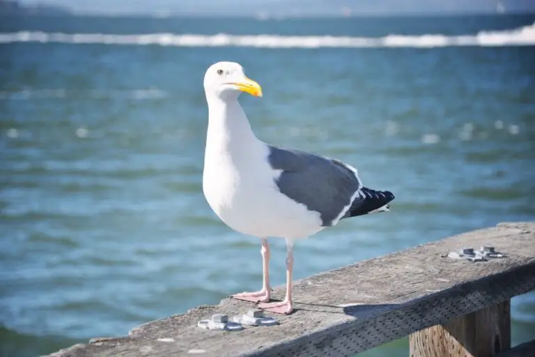 Dieta de gaviotas