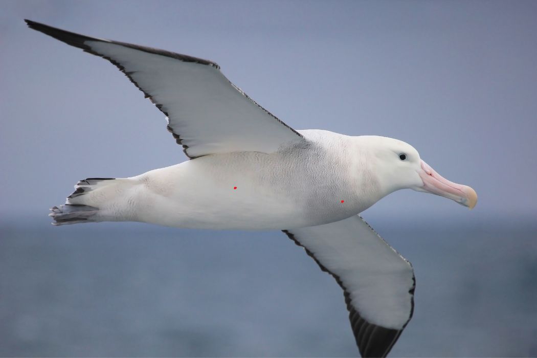 Dieta y nutrición albatros