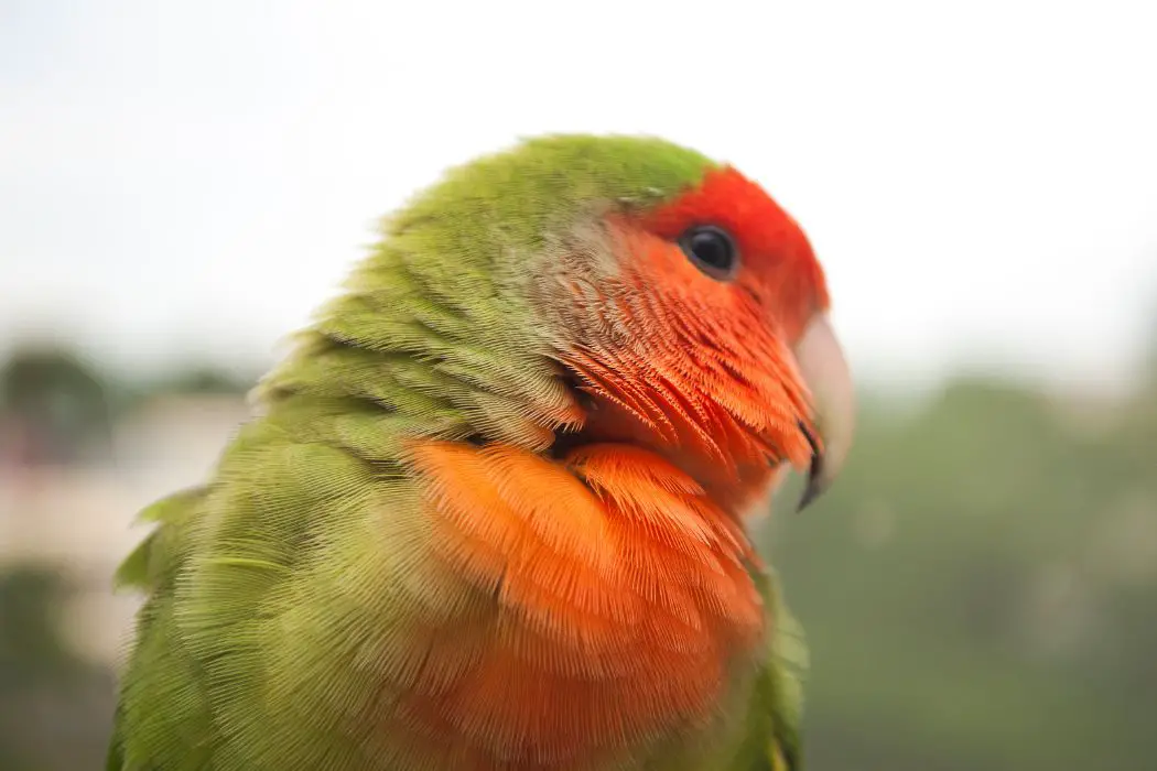 Emociones de los loros